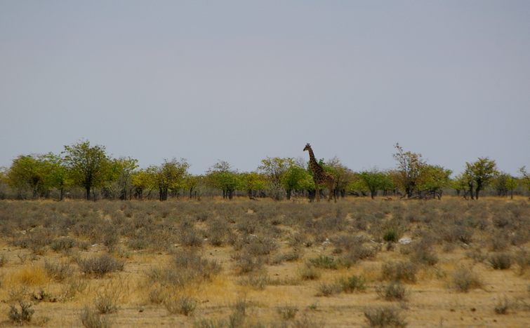 631 Namibia Okt 2006 Giraffe.JPG